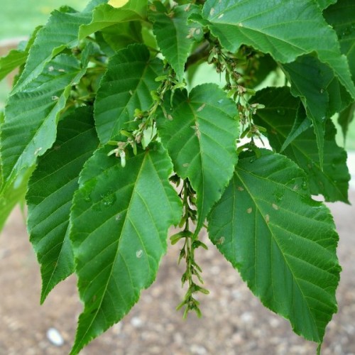David's Maple (Acer Davidii) 20+ seeds