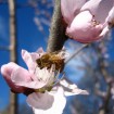 Davids Peach (Prunus Davidiana) 3 seeds