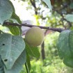 Davids Peach (Prunus Davidiana) 5 seeds