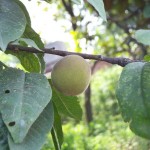 Davids Peach (Prunus Davidiana) 3 seeds