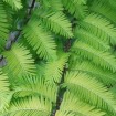 Dawn Redwood (Metasequoia Glyptostroboides) 25 seeds