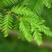 Dawn Redwood (Metasequoia Glyptostroboides) 10+ seeds
