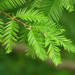 Dawn Redwood (Metasequoia Glyptostroboides) 50 seeds