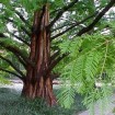 Dawn Redwood (Metasequoia Glyptostroboides) 50 seeds