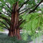 Dawn Redwood (Metasequoia Glyptostroboides) 250 seeds