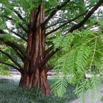 Dawn Redwood (Metasequoia Glyptostroboides) 10+ seeds