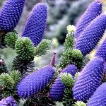 Delavays Fir (Abies Delavayi Georgei) 15 seeds