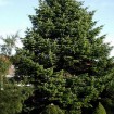 Delavays Fir (Abies Delavayi Georgei) 30 seeds