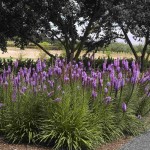 Dense Blazing Star (Liatris Spicata pink) 25 seeds