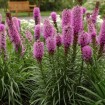 Dense Blazing Star (Liatris Spicata pink) 25 seeds