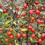 Diamond-leaf Persimmon (Diospyros Rhombifolia) 2 seeds