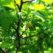 Diamond-leaf Persimmon (Diospyros Rhombifolia) 2 seeds