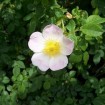 Dog Rose (Rosa Canina) 20 seeds