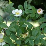 Dog Rose (Rosa Canina) 50 seeds