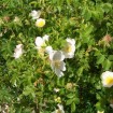 Dog Rose (Rosa Canina) 20 seeds