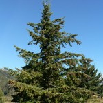 Douglas Fir (Pseudotsuga Menziesii) 5 seeds