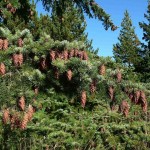 Douglas Fir (Pseudotsuga Menziesii) 5 seeds