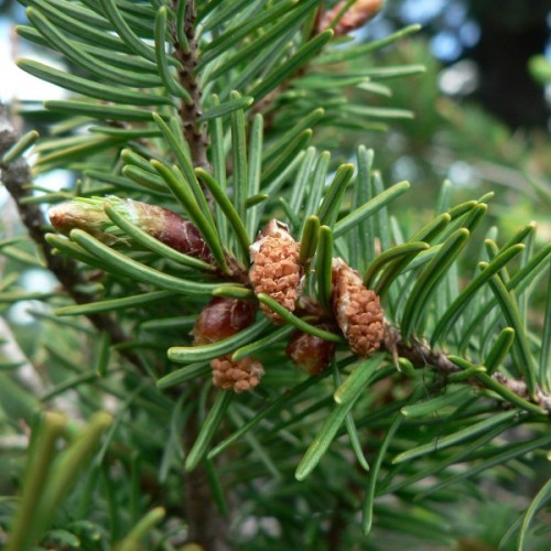 Douglas Fir (Pseudotsuga Menziesii) 5 seeds