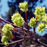 Douglas Rocky Mountain Maple (Acer Glabrum) 15 seeds