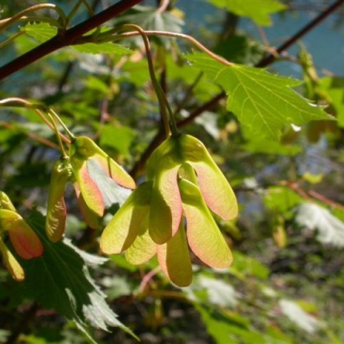 Douglas Rocky Mountain Maple (Acer Glabrum) 15 seeds