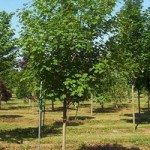 Douglas Rocky Mountain Maple (Acer Glabrum) 15 seeds