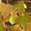 Douglas Rocky Mountain Maple (Acer Glabrum) 25 seeds