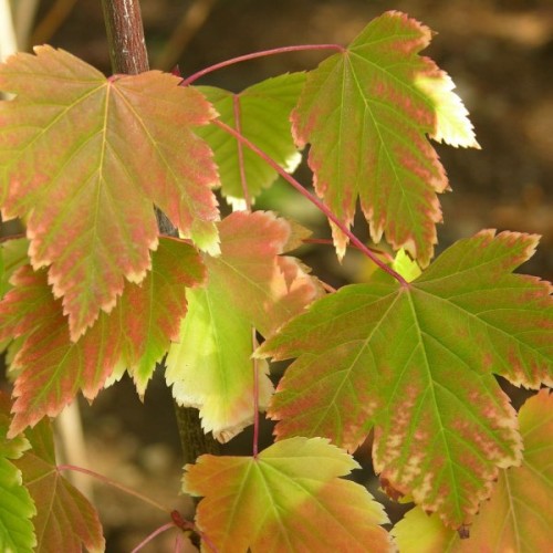 Buy Douglas Rocky Mountain Maple Acer Glabrum 25 Seeds Online