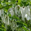 Dove Tree (Davidia Involucrata) 1 nut (up to 10 seeds inside).