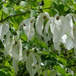 Dove Tree (Davidia Involucrata) 1 nut (up to 10 seeds inside).