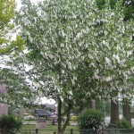 Dove Tree (Davidia Involucrata) 1 nut (up to 10 seeds inside).