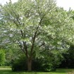Dove Tree (Davidia Involucrata) 1 nut (up to 10 seeds inside).