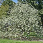 Downy Hawthorn (Crataegus Mollis) 10 seeds