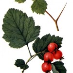 Downy Hawthorn (Crataegus Mollis) 25 seeds