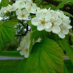 Downy Hawthorn (Crataegus Mollis) 10 seeds