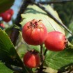 Downy Hawthorn (Crataegus Mollis) 25 seeds