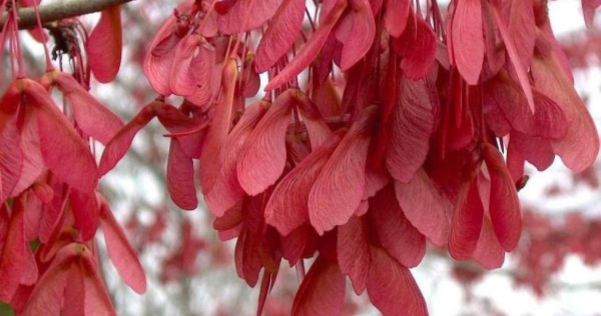 Buy Drummond red maple (Acer Rubrum Drummondii) 50 seeds online