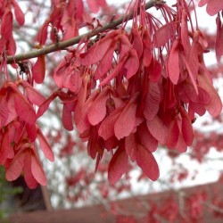 Drummond red maple (Acer Rubrum Drummondii) 5 seeds