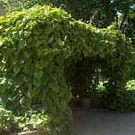 Dutchman's Pipe (Aristolochia Durior) 10 seeds