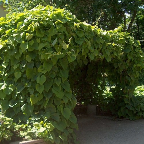 Dutchman's Pipe (Aristolochia Durior) 2 seeds