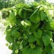 Dutchman's Pipe (Aristolochia Durior) 2 seeds