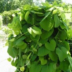 Dutchman's Pipe (Aristolochia Durior) 10 seeds