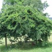 Dutchman's Pipe (Aristolochia Durior) 5 seeds