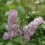 Early Korean Lilac (Syringa Oblata) 10 seeds