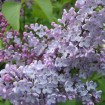 Early Korean Lilac (Syringa Oblata) 20 seeds