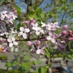 Early Korean Lilac (Syringa Oblata) 20 seeds