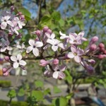 Early Korean Lilac (Syringa Oblata) 5 seeds
