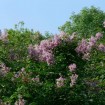 Early Korean Lilac (Syringa Oblata) 10 seeds