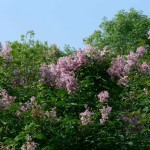 Early Korean Lilac (Syringa Oblata) 20 seeds