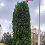 Eastern Arborvitae Pyramidal (Thuja Occidentalis pyramidalis) 50 seeds