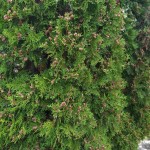 Eastern Arborvitae Pyramidal (Thuja Occidentalis pyramidalis) 10 seeds